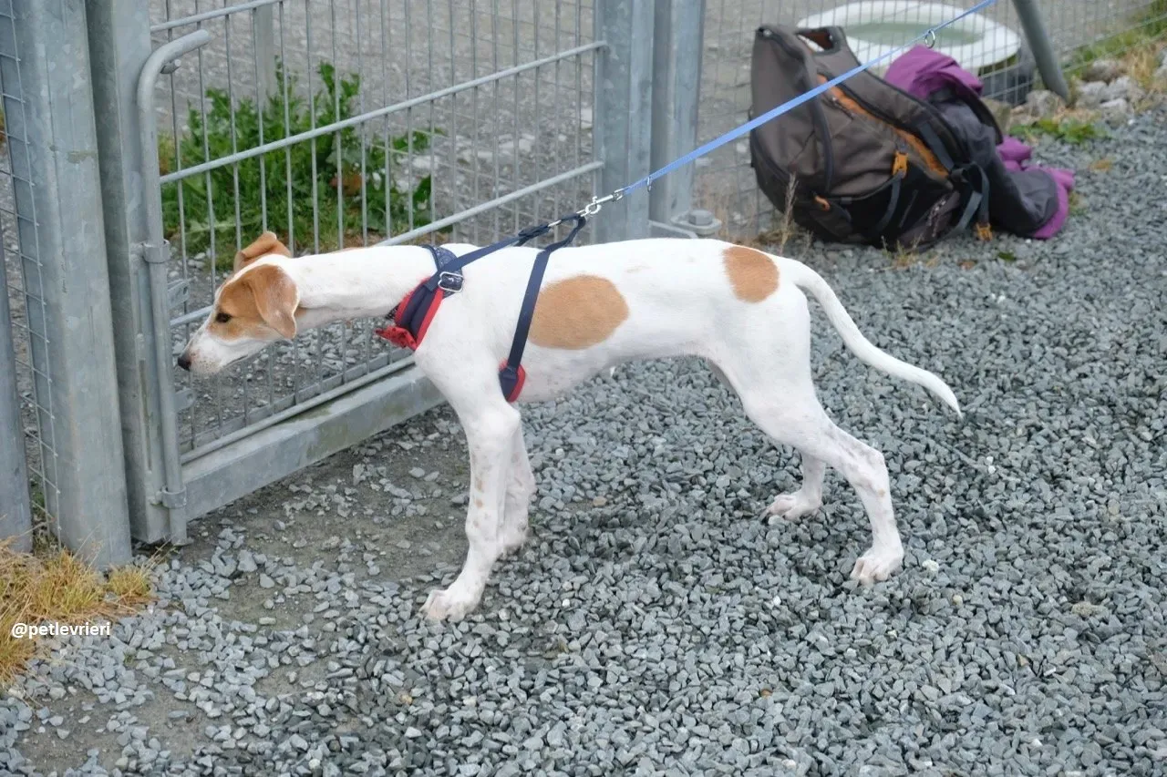 dexter adozione lurcher 10 1