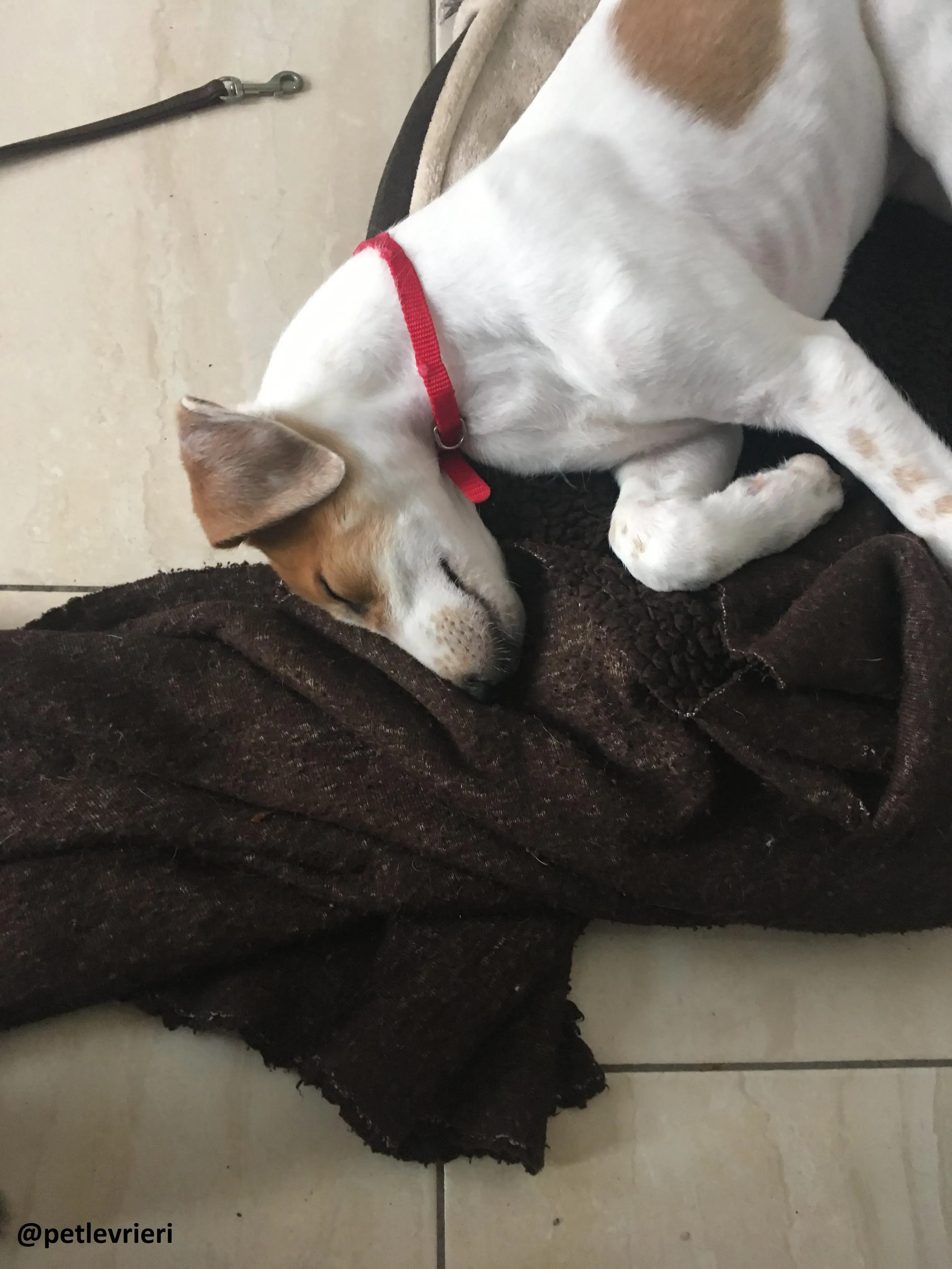 dexter adozione lurcher 10