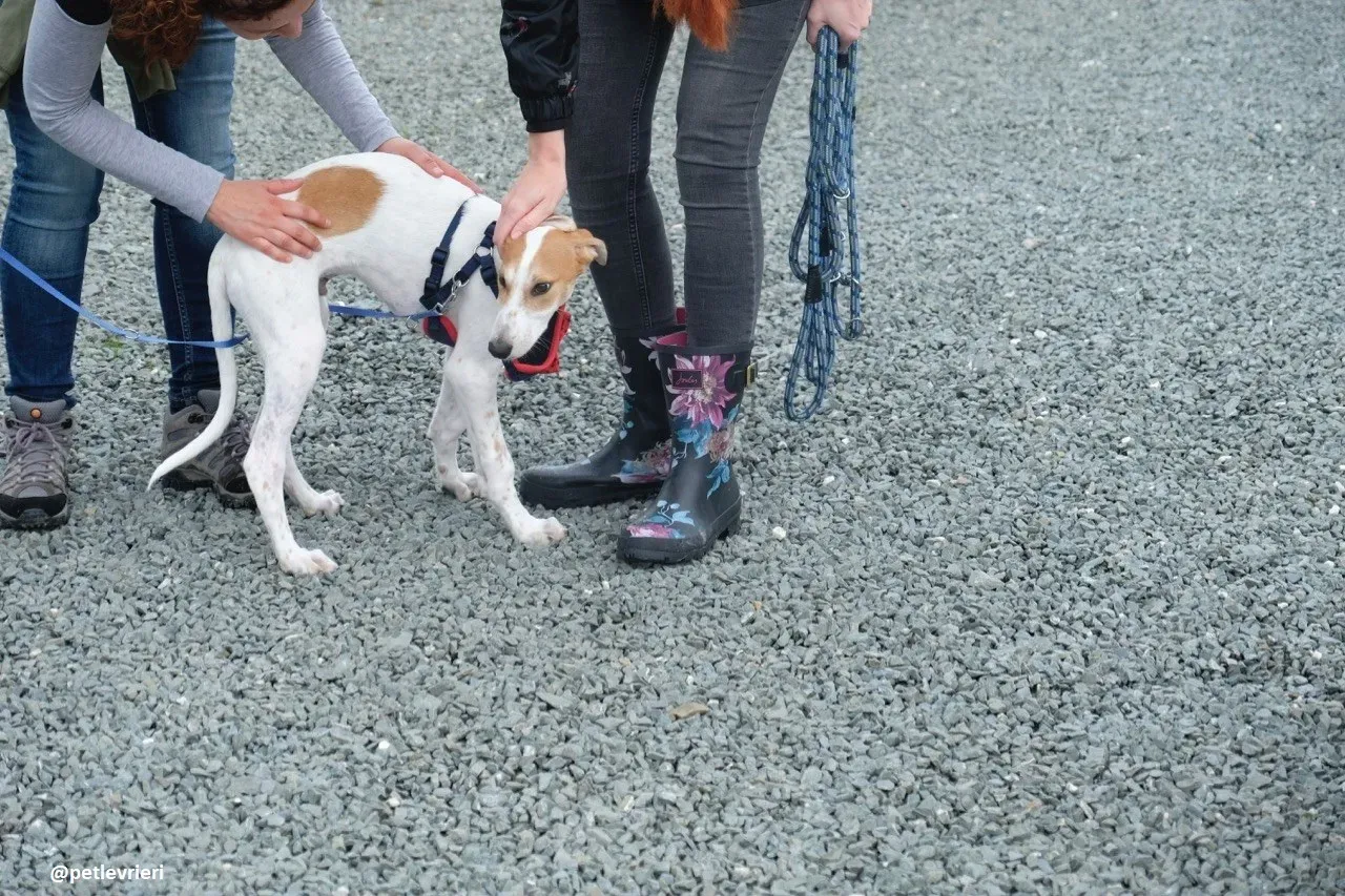 dexter adozione lurcher 11