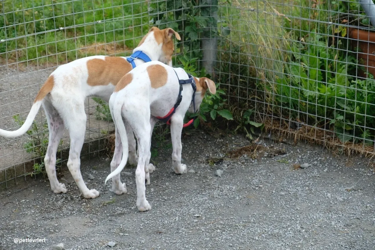 dexter adozione lurcher 3 1