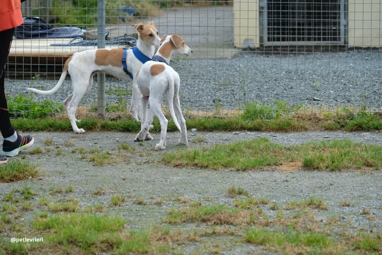 dexter adozione lurcher 4 1