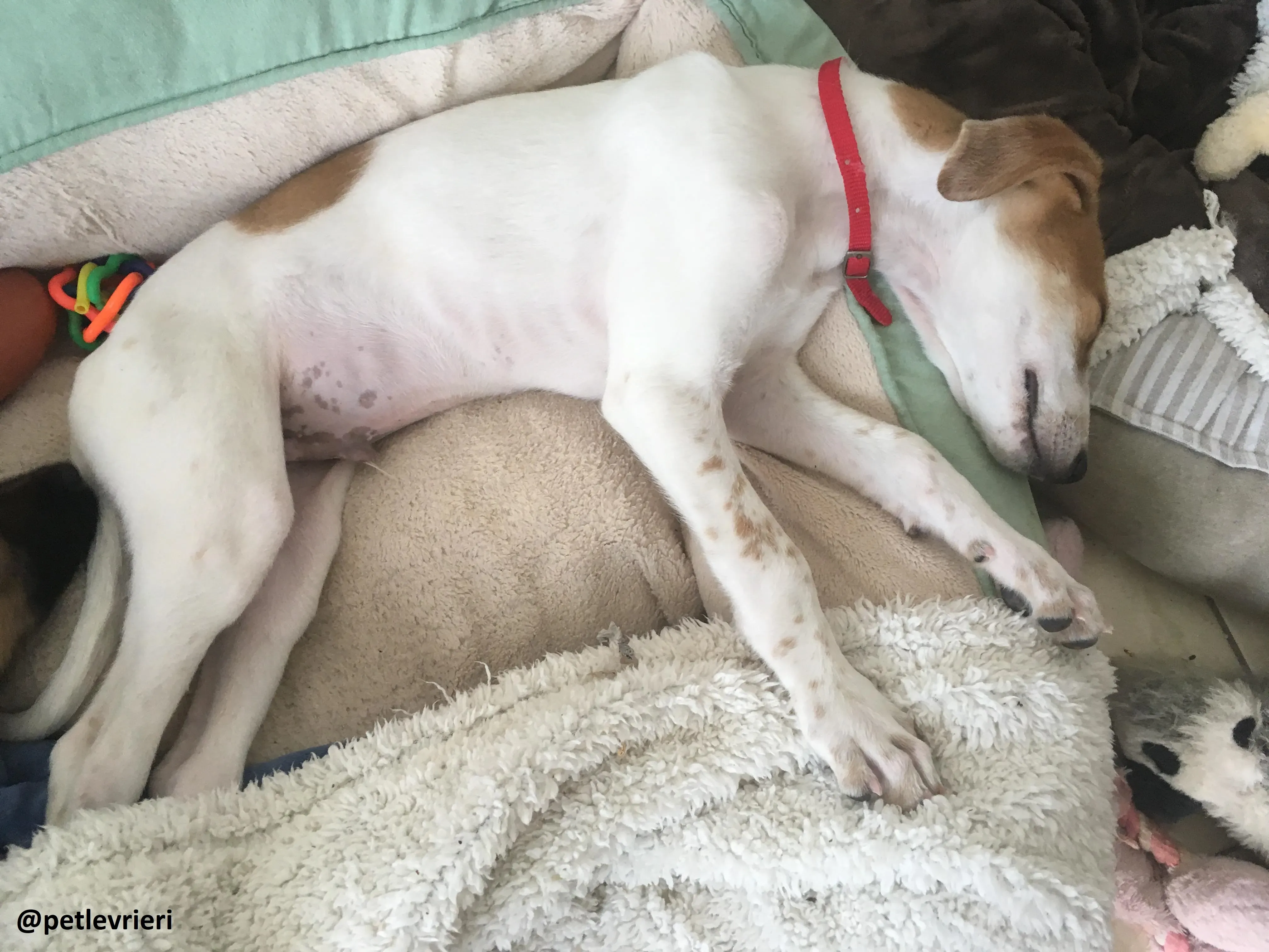 dexter adozione lurcher 4