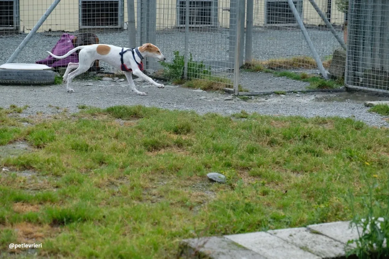 dexter adozione lurcher 5 1