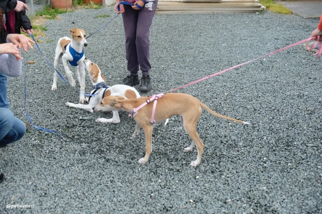 dexter adozione lurcher 6 1