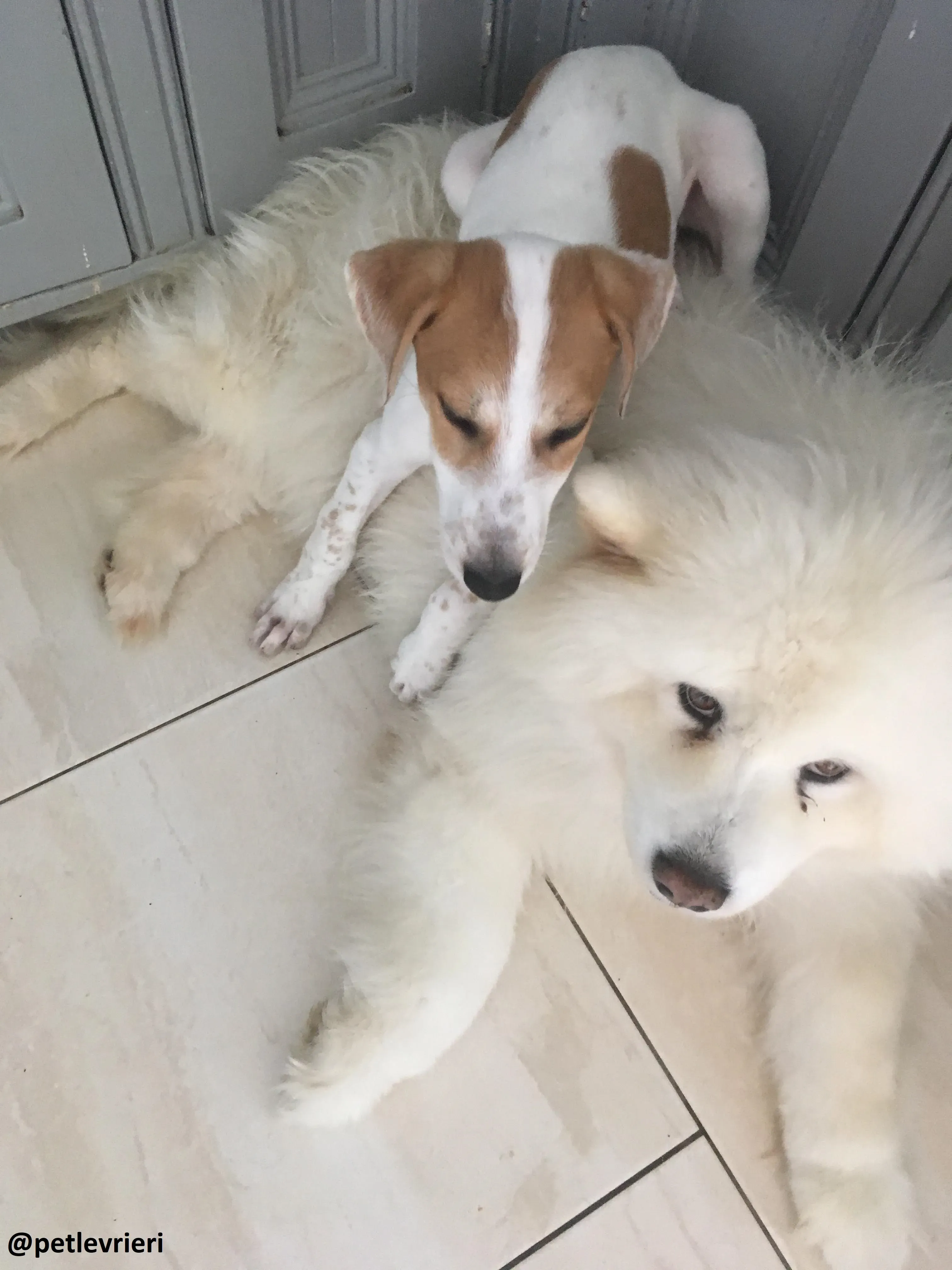 dexter adozione lurcher 6