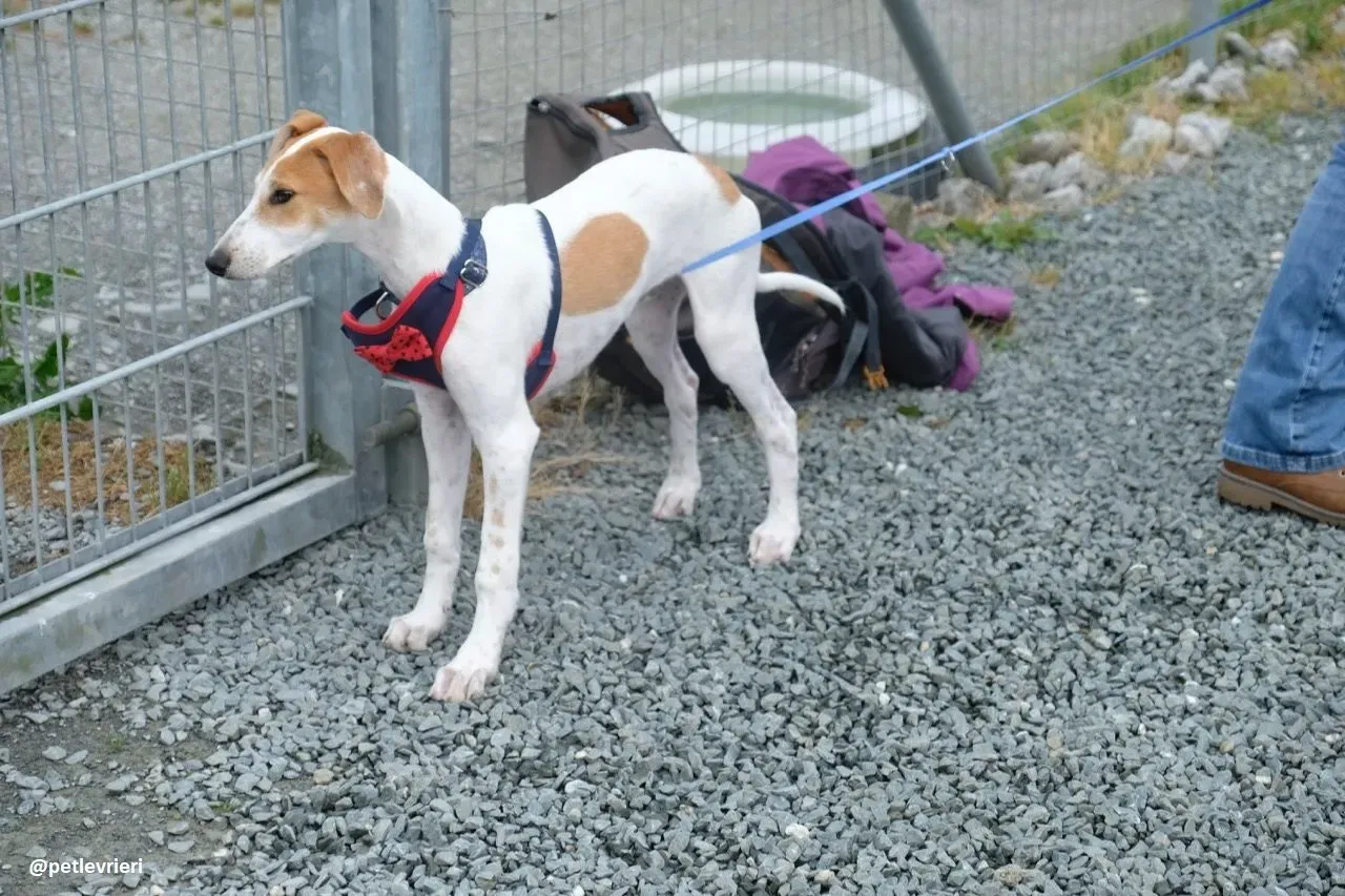 dexter adozione lurcher 7 1