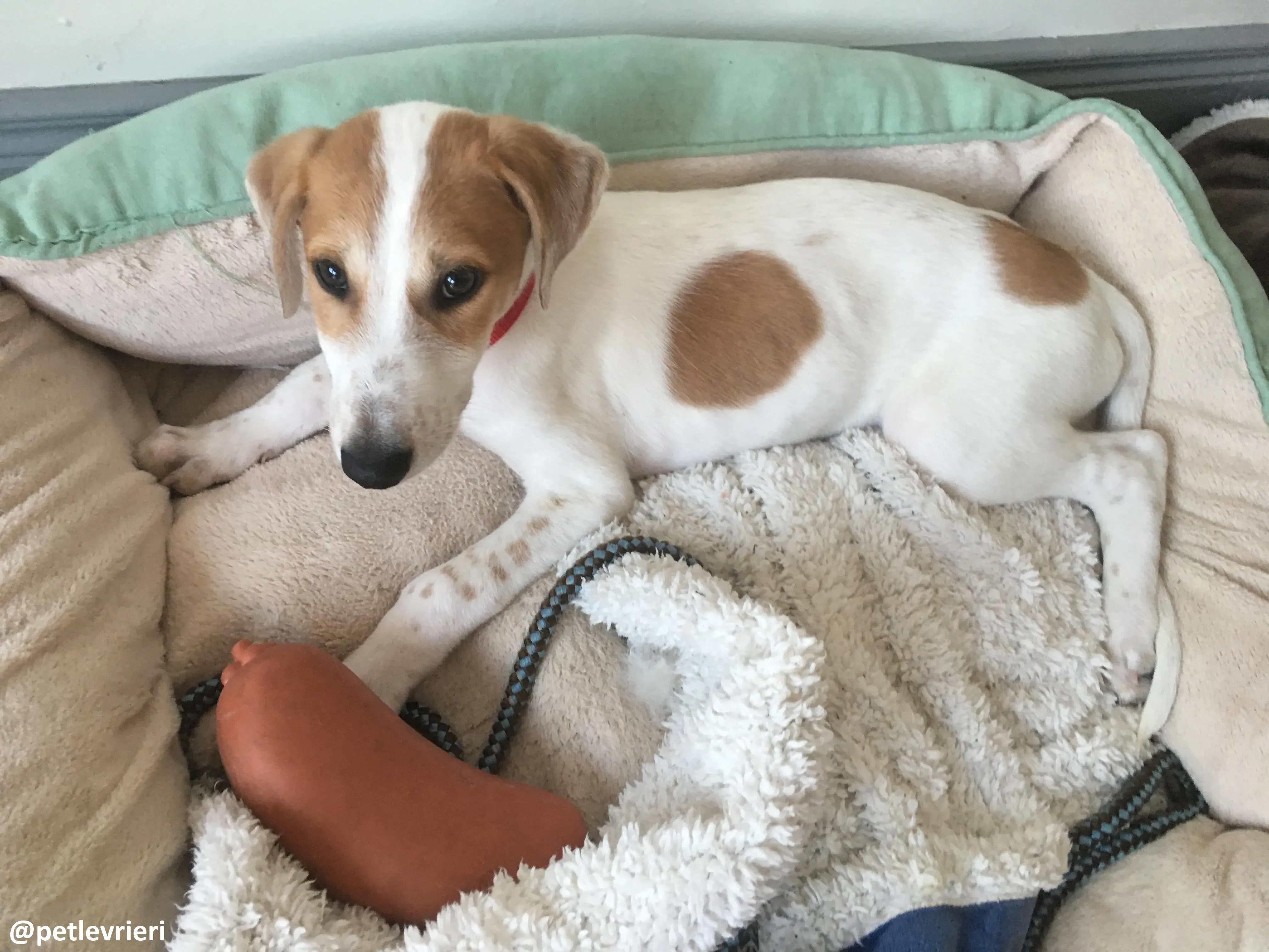 dexter adozione lurcher 8 1