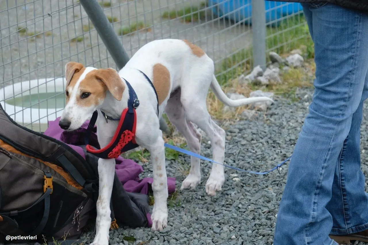 dexter adozione lurcher 8 2