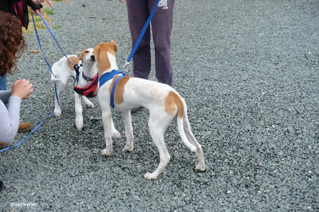 dexter adozione lurcher 9 1