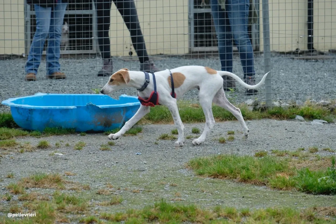 dexter adozione lurcher