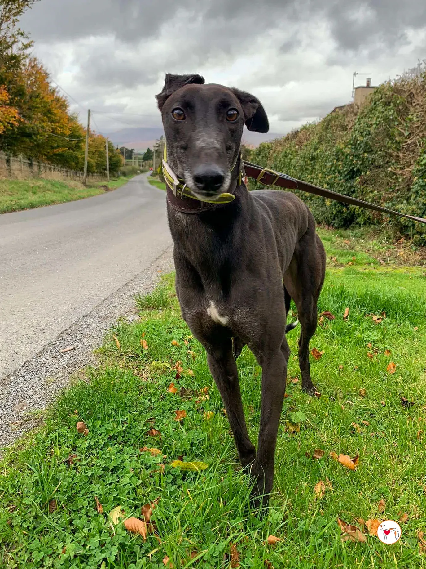 dexter grey adozione 01