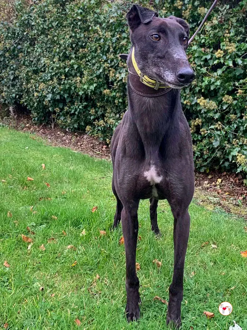 dexter grey adozione 02