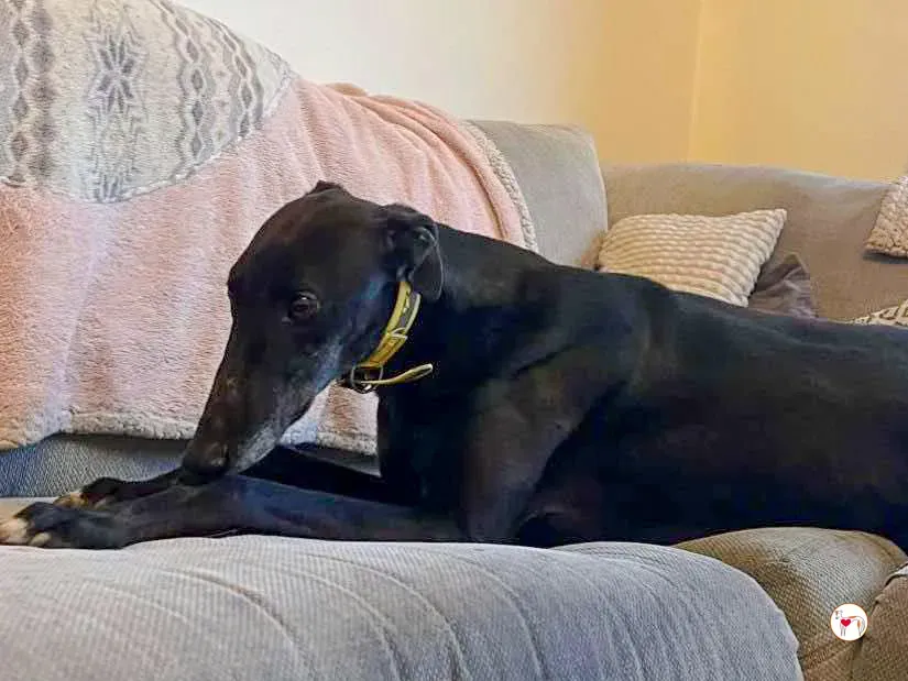 dexter grey adozione 03