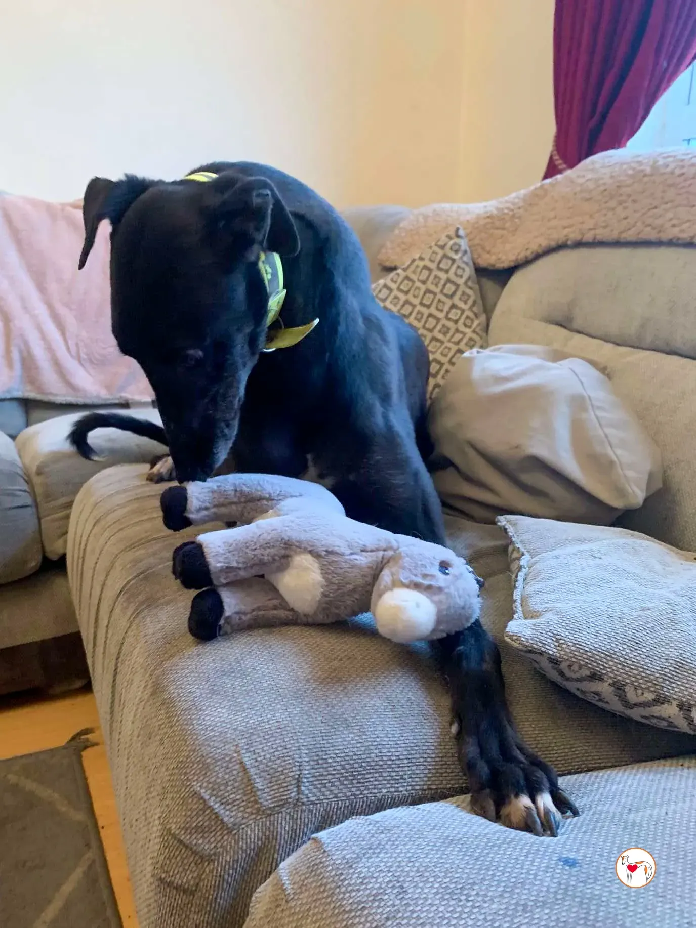 dexter grey adozione 04