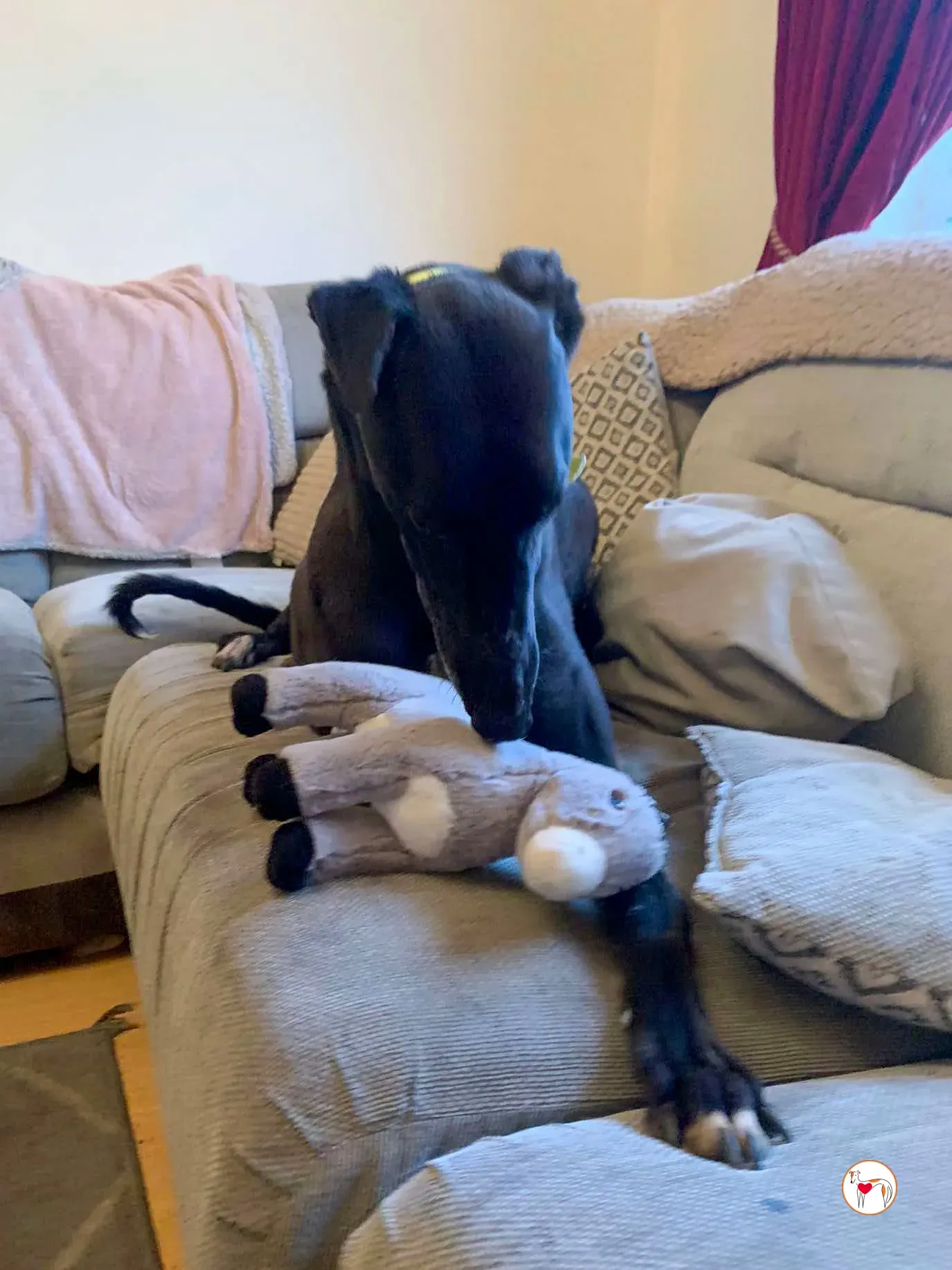 dexter grey adozione 05