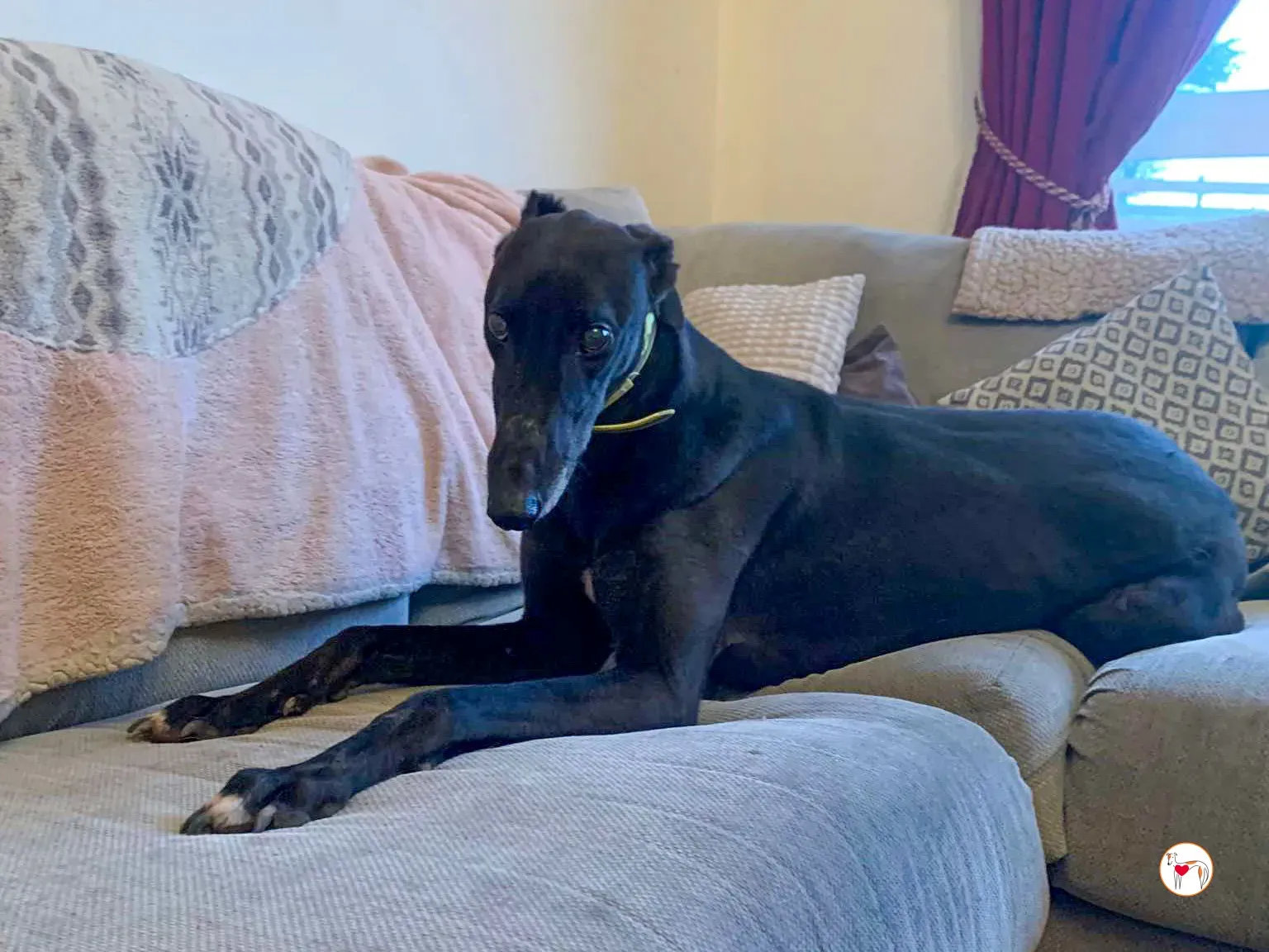 dexter grey adozione 06