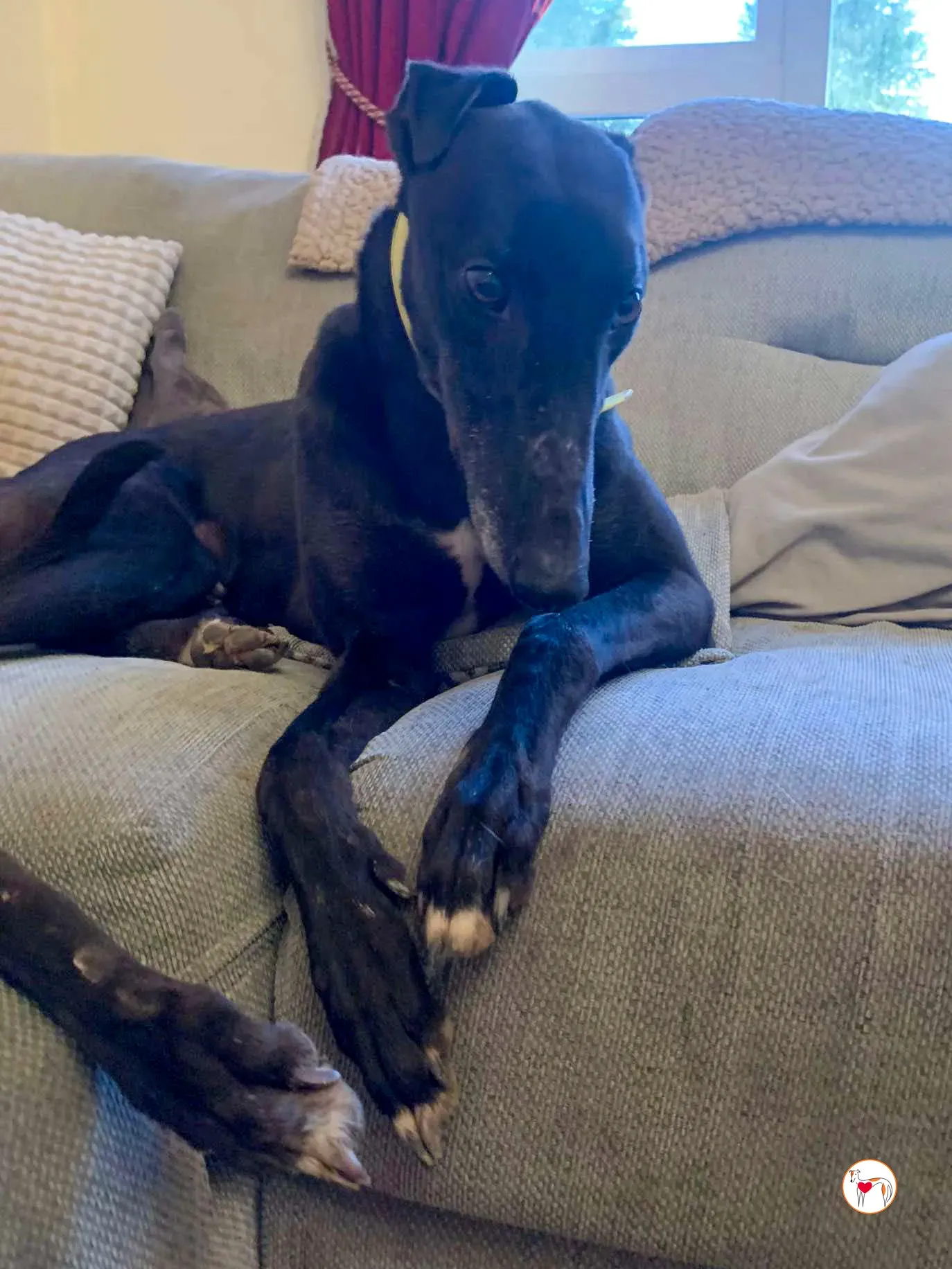 dexter grey adozione 07