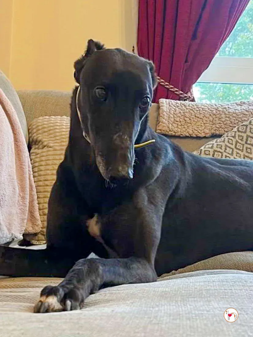 dexter grey adozione 08