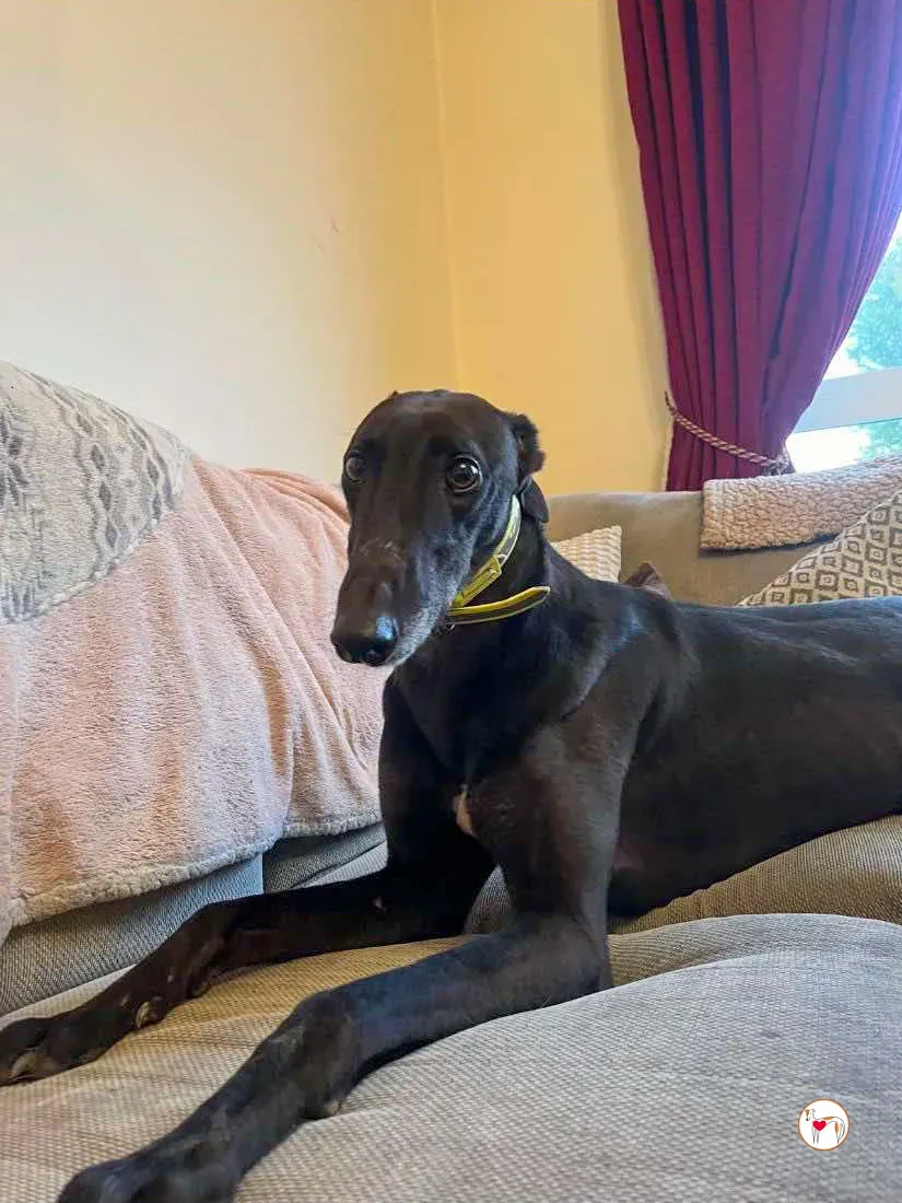 dexter grey adozione 09