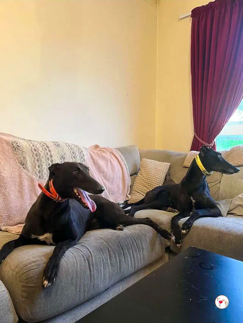 dexter grey adozione 10