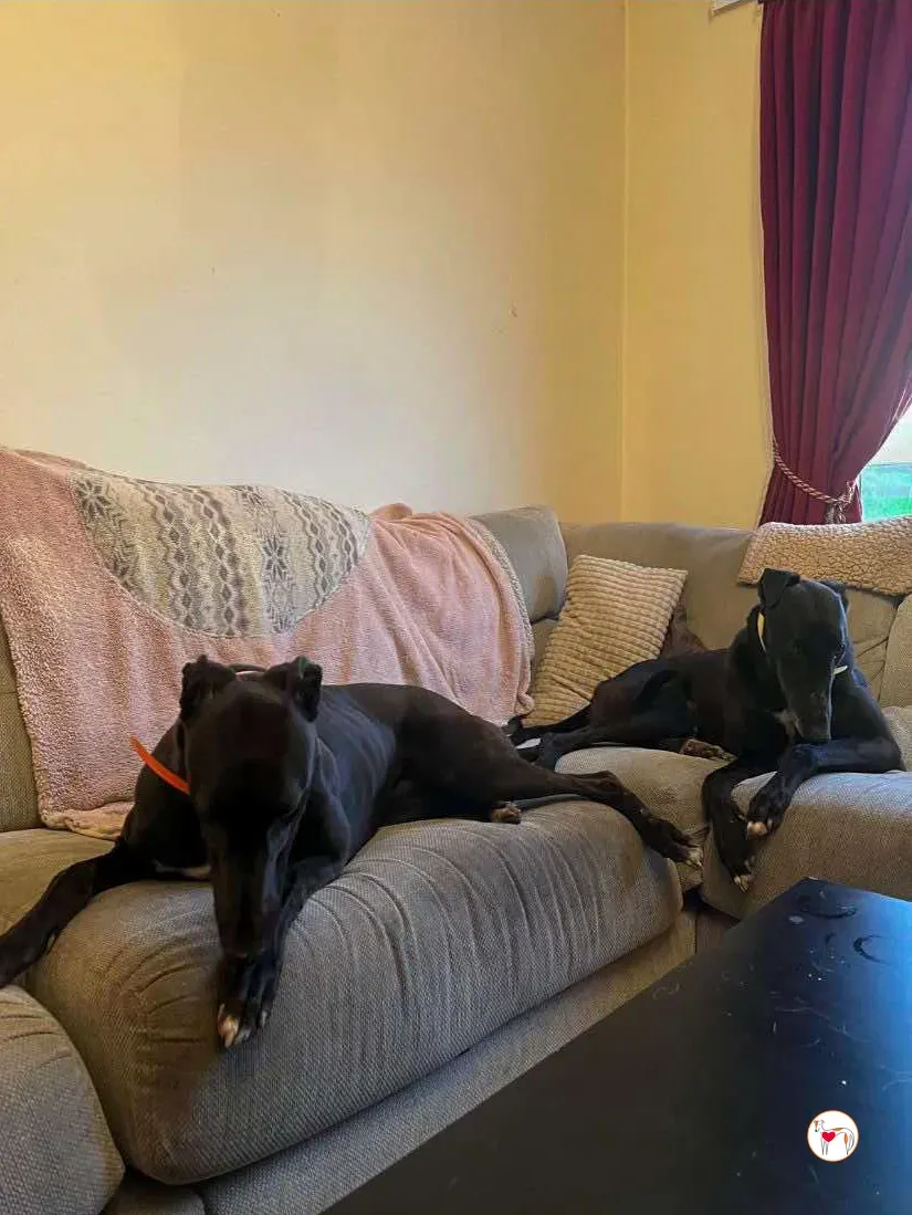 dexter grey adozione 11