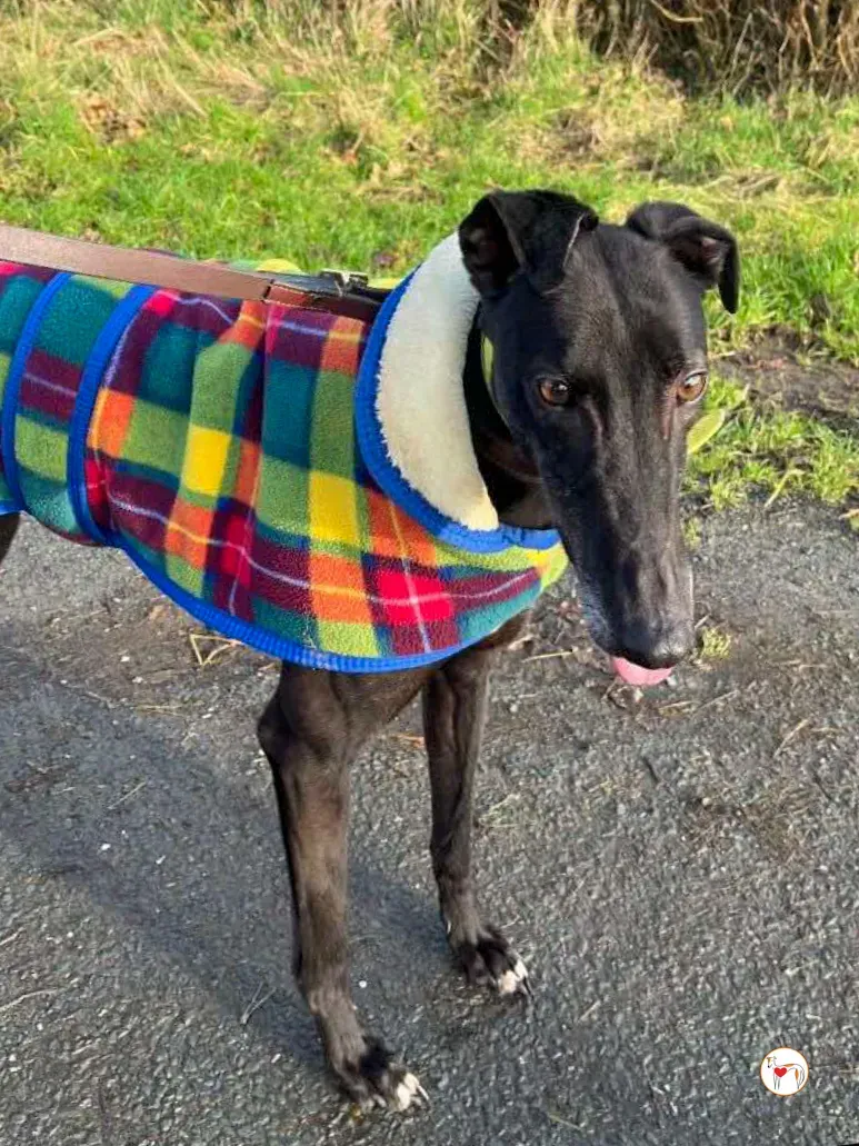 dexter grey adozione 12