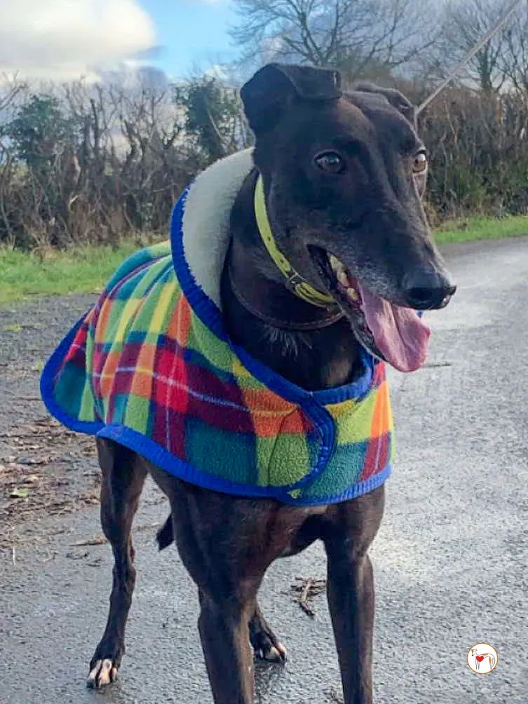 dexter grey adozione 13