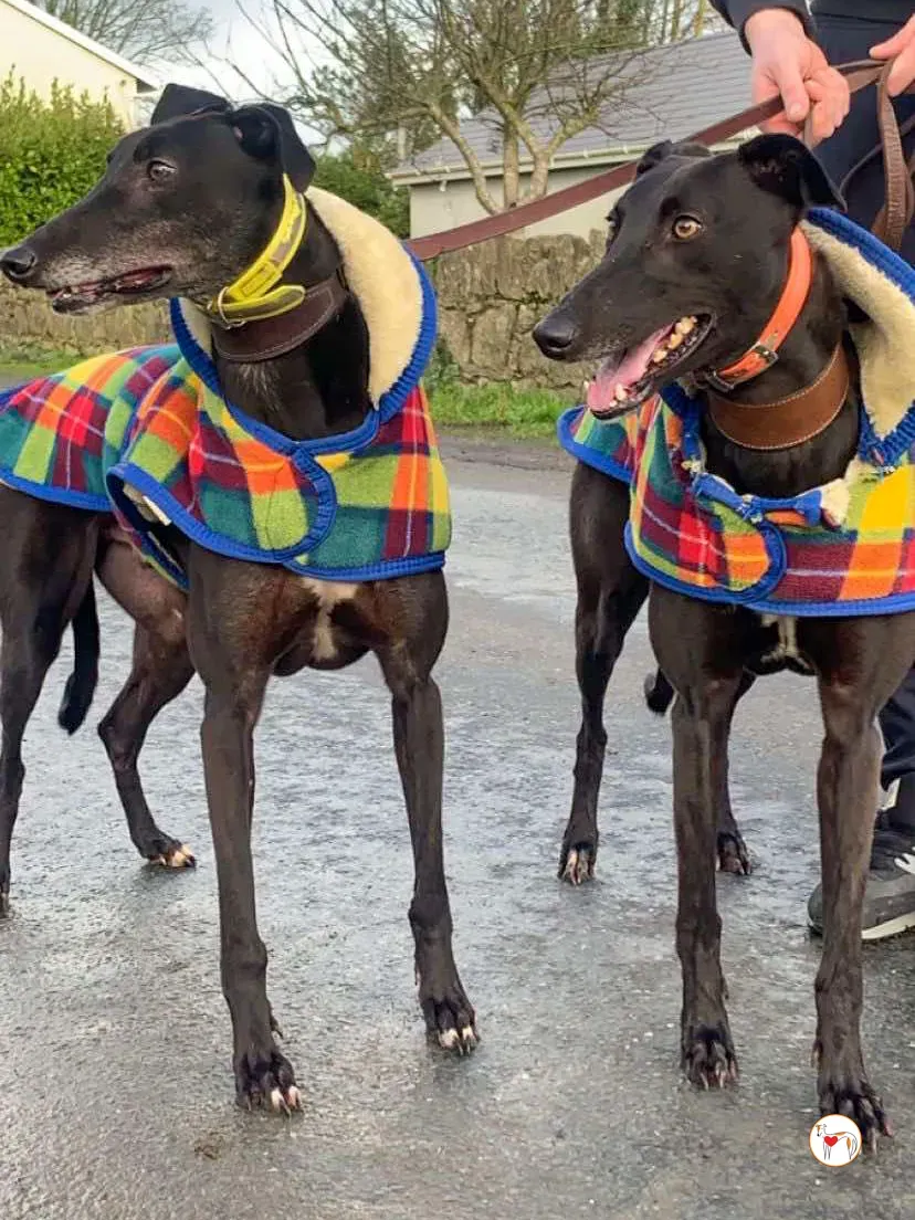 dexter grey adozione 14