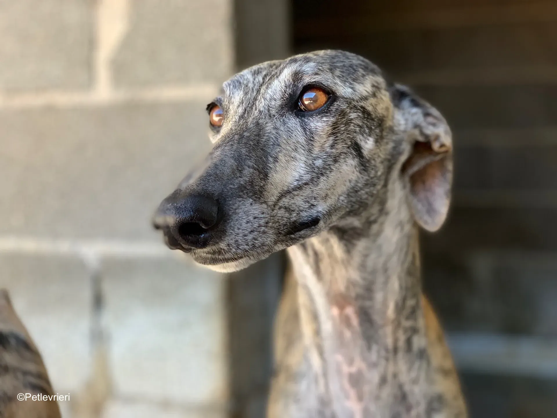dharma adozione levrieri galgo 1