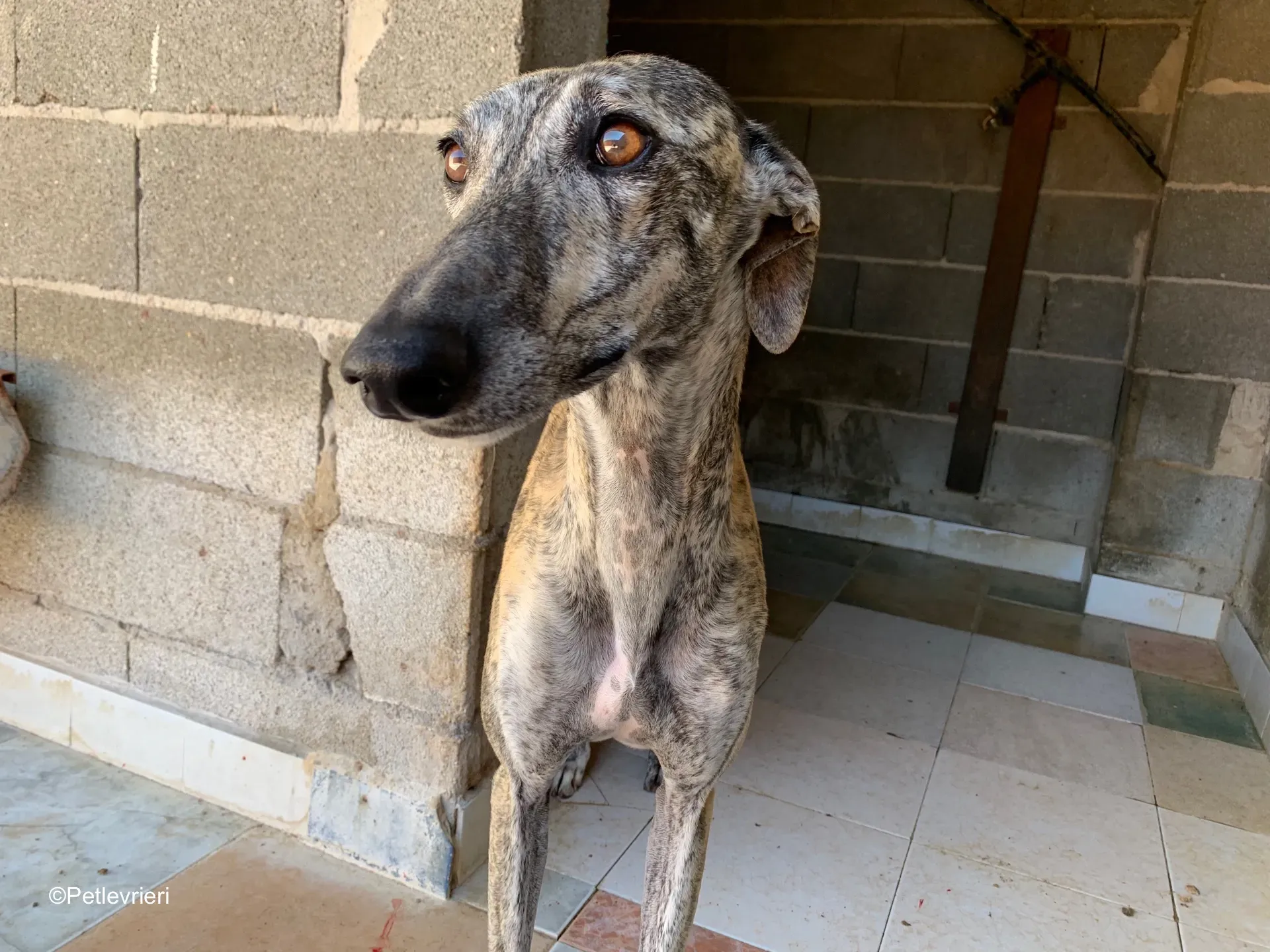 dharma adozione levrieri galgo 2