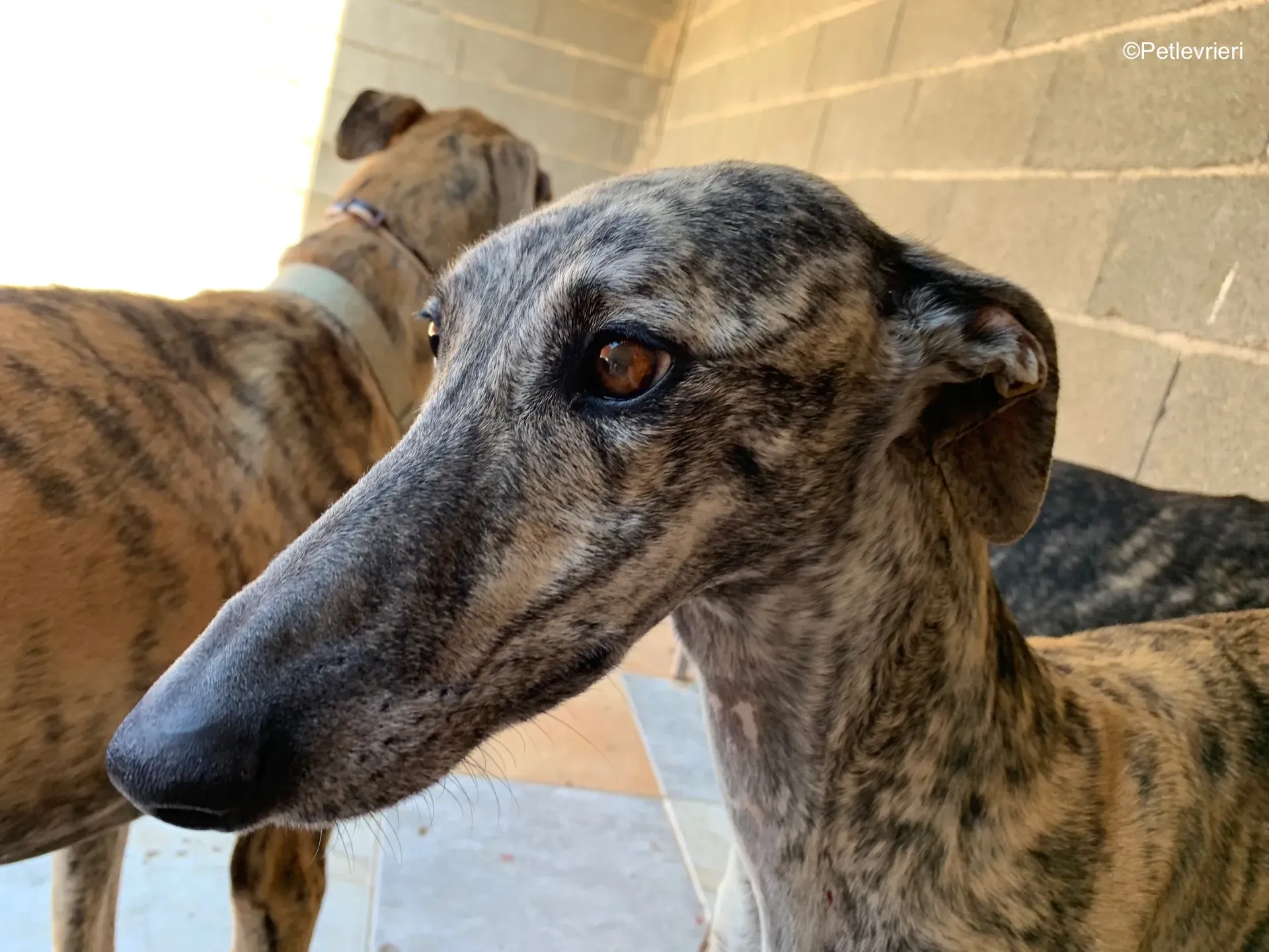 dharma adozione levrieri galgo 3