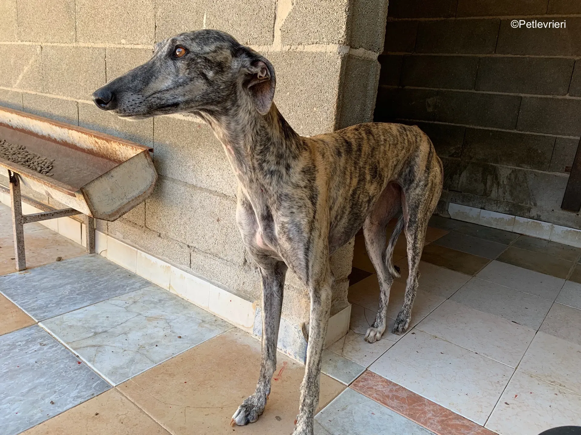 dharma adozione levrieri galgo 4