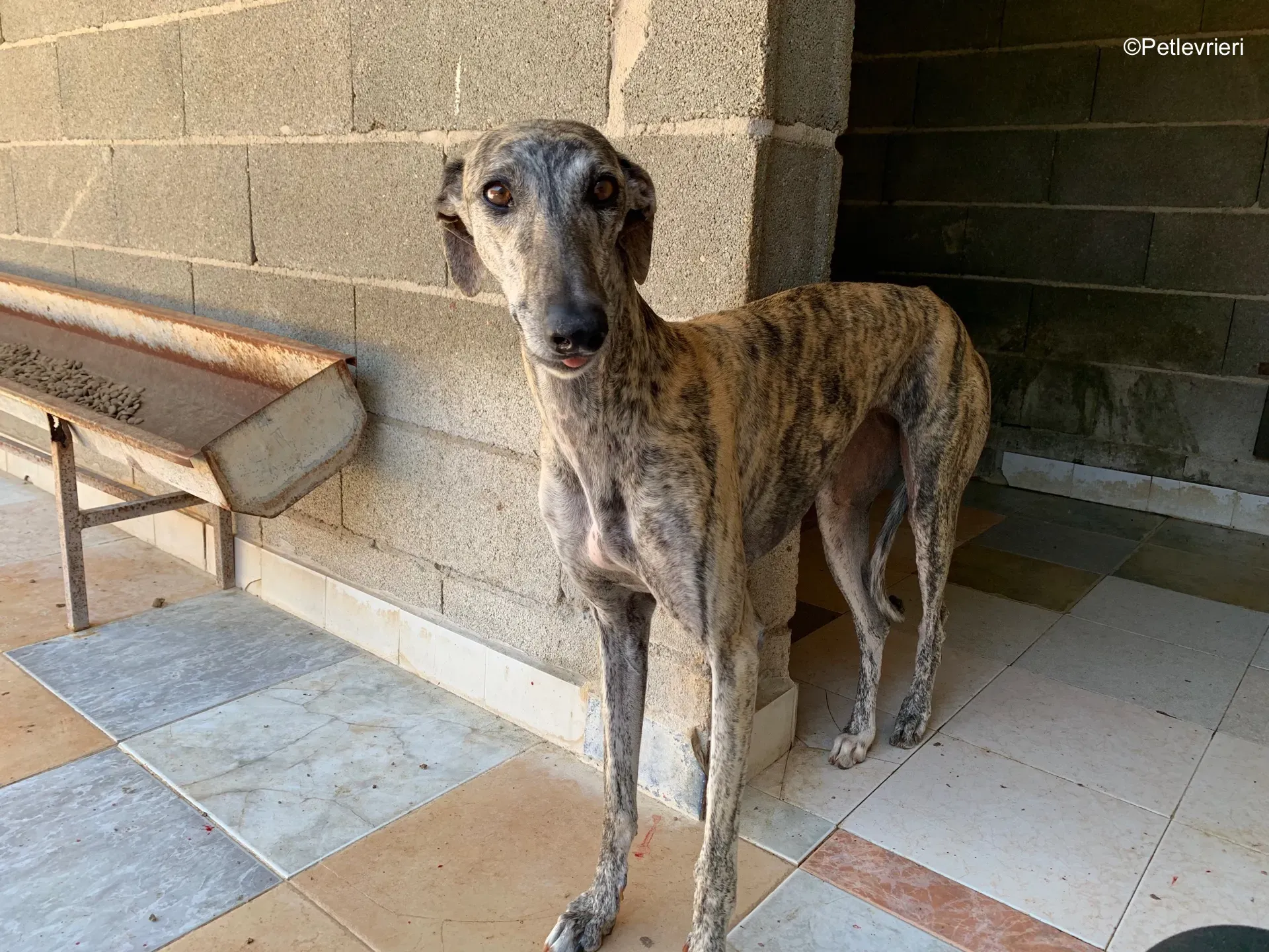 dharma adozione levrieri galgo 5