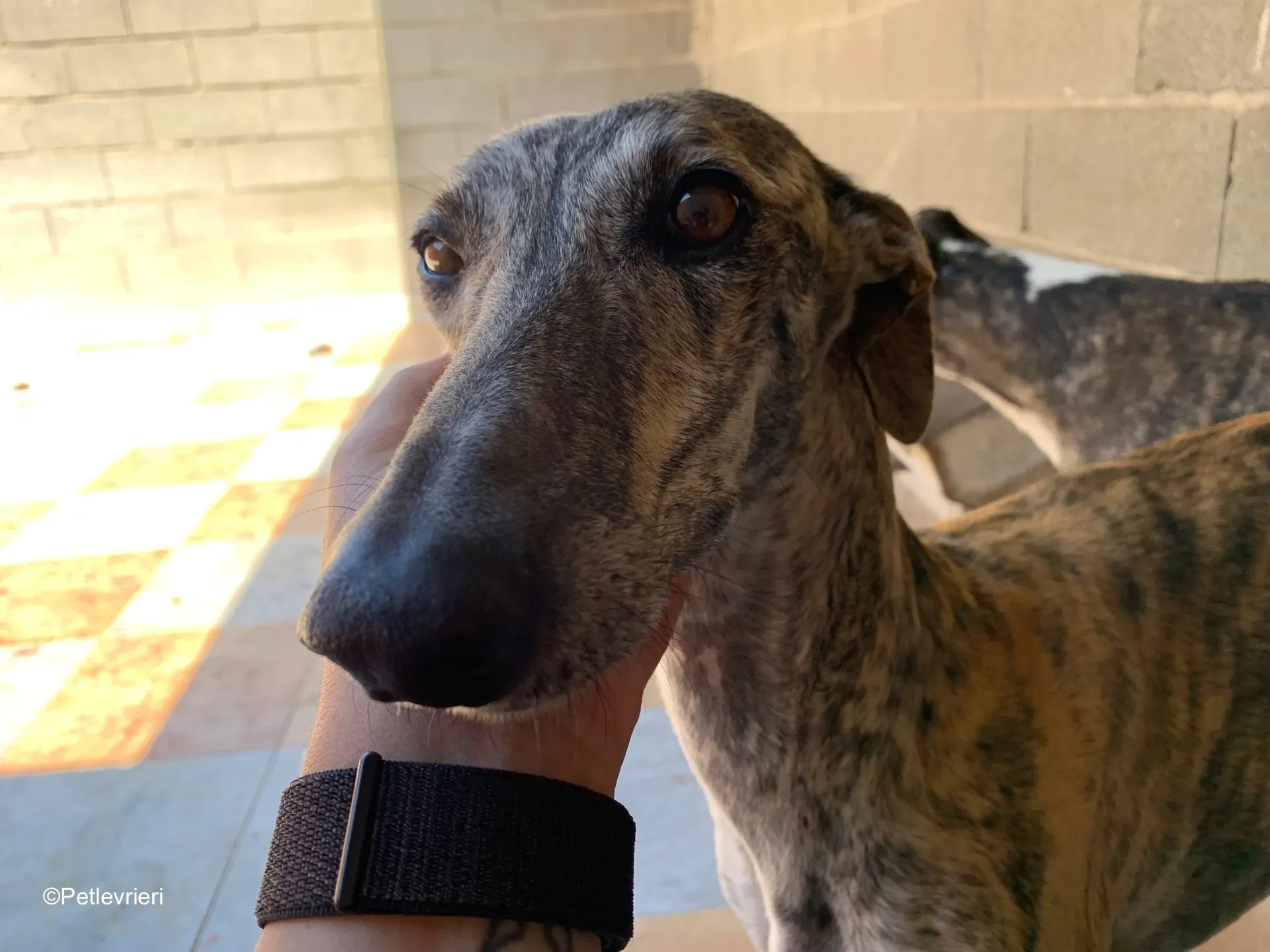dharma adozione levrieri galgo 6
