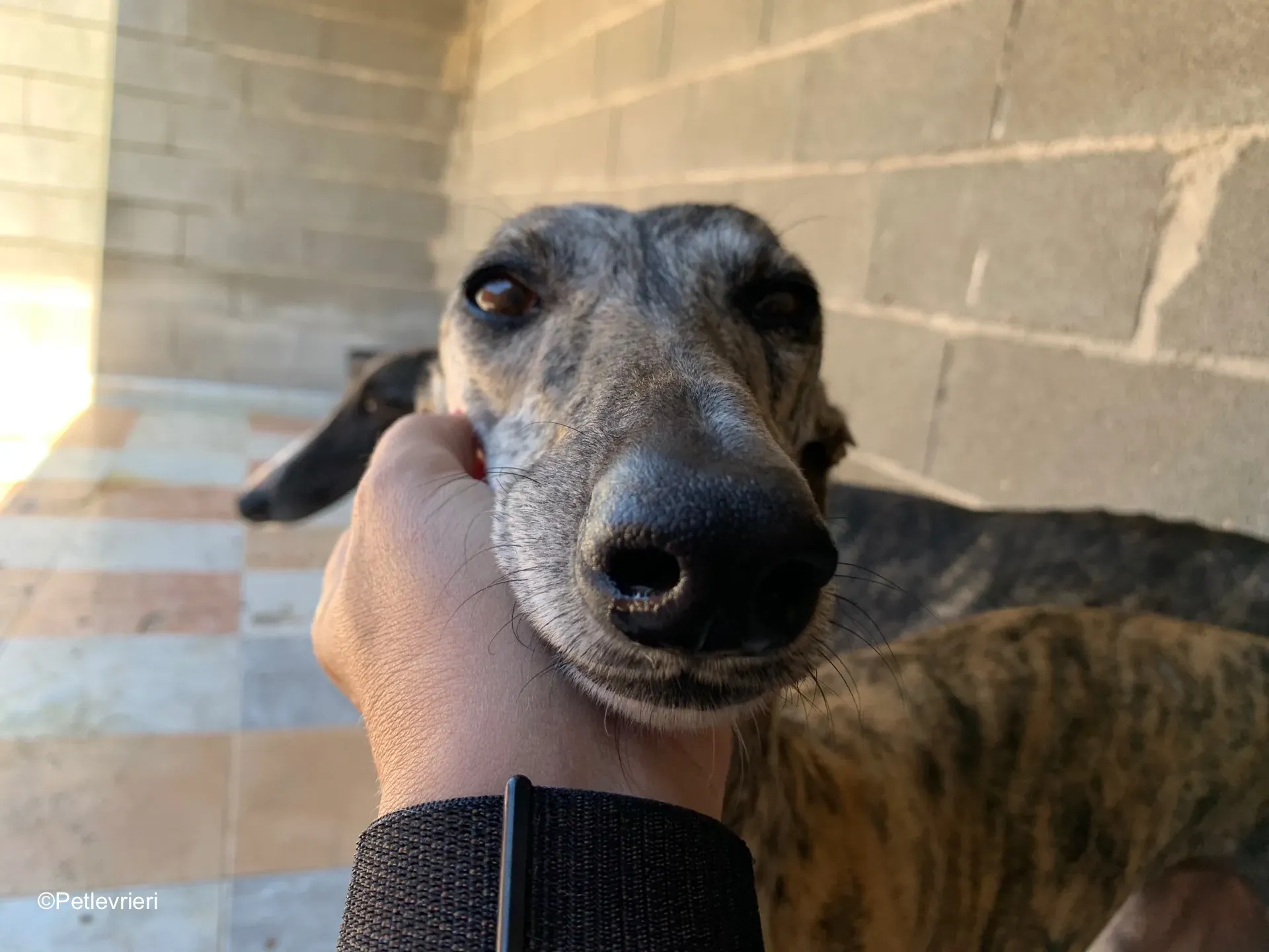 dharma adozione levrieri galgo 7