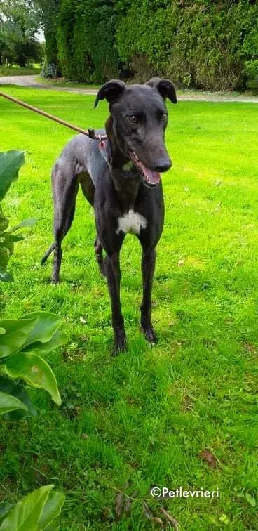 diamond adozione levrieri greyhound 1