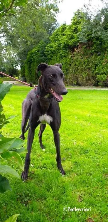 diamond adozione levrieri greyhound 2