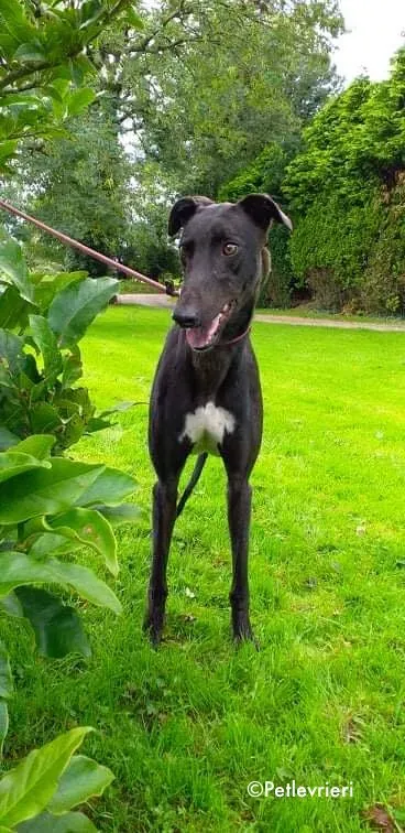 diamond adozione levrieri greyhound 3