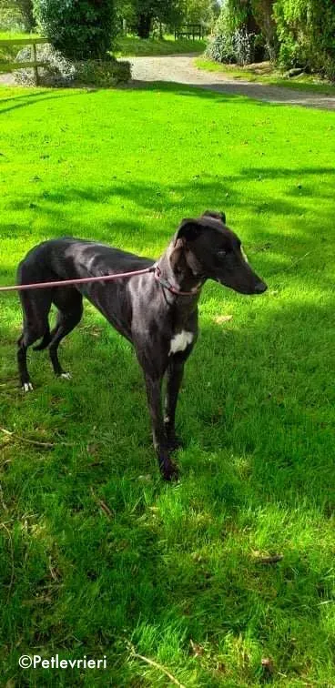 diamond adozione levrieri greyhound 4