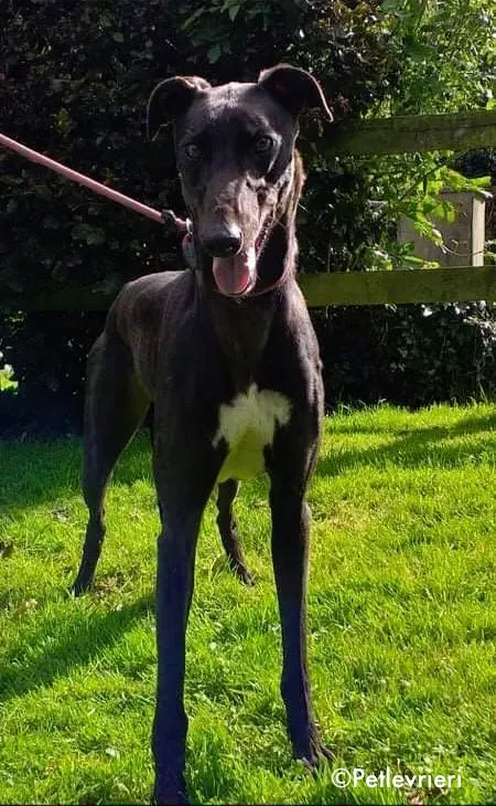 diamond adozione levrieri greyhound 5