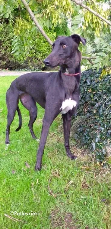 diamond adozione levrieri greyhound 6