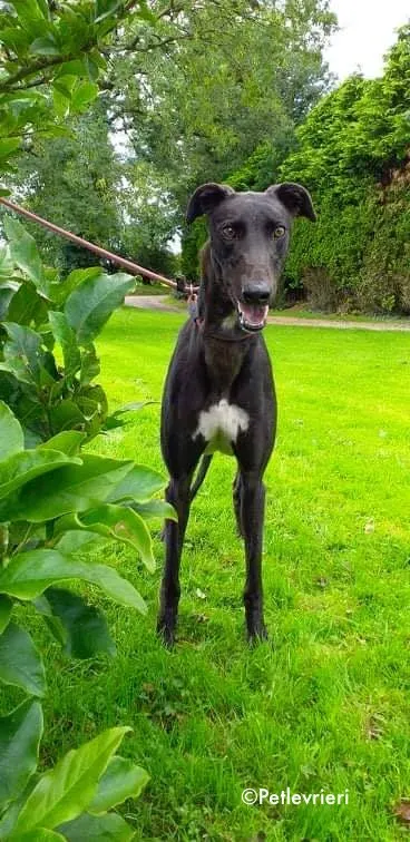 diamond adozione levrieri greyhound 7
