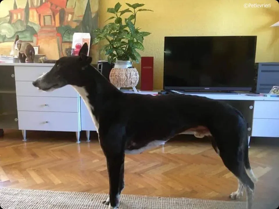 diamond osti adozione greyhound macao 1