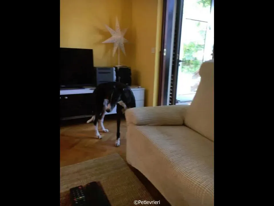 diamond osti adozione greyhound macao 2