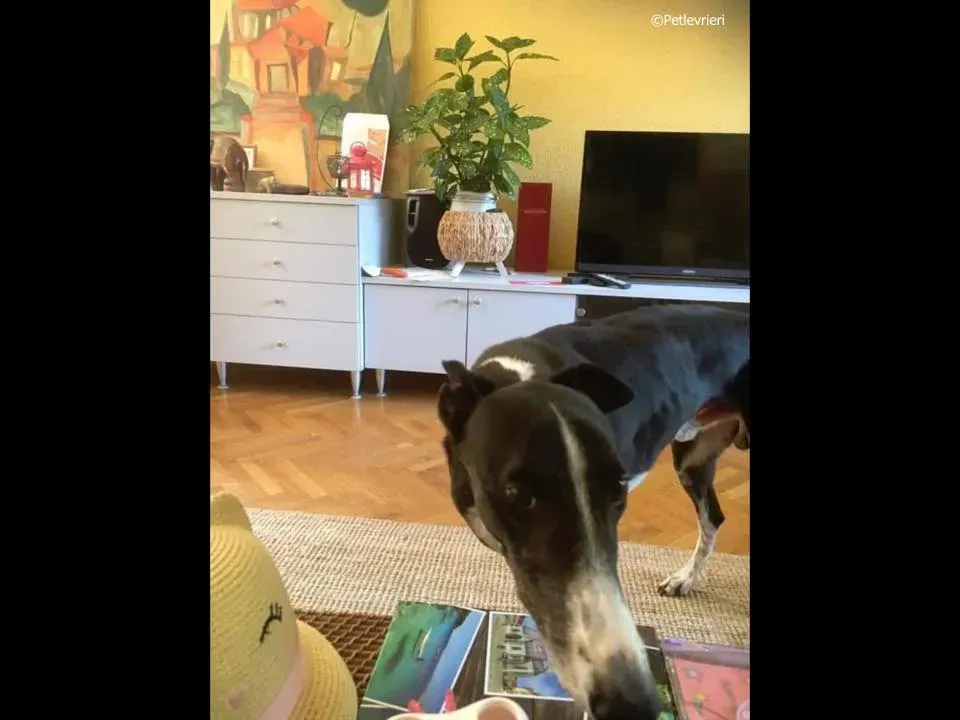 diamond osti adozione greyhound macao 3