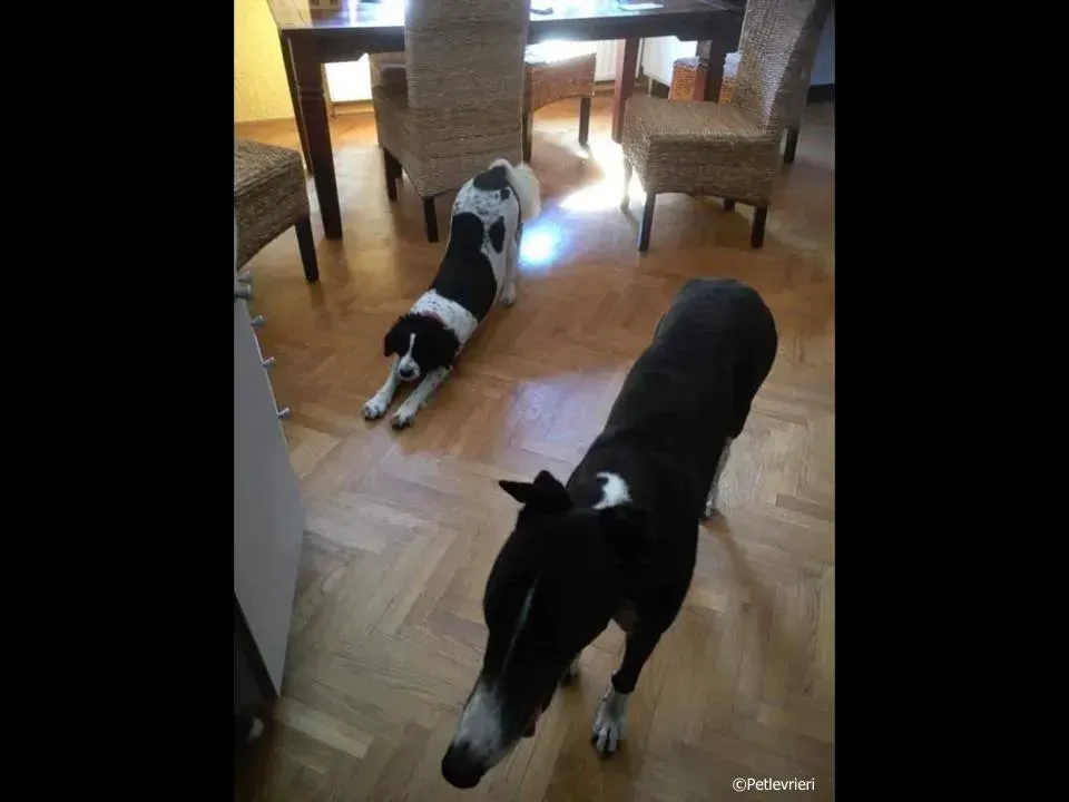 diamond osti adozione greyhound macao 4