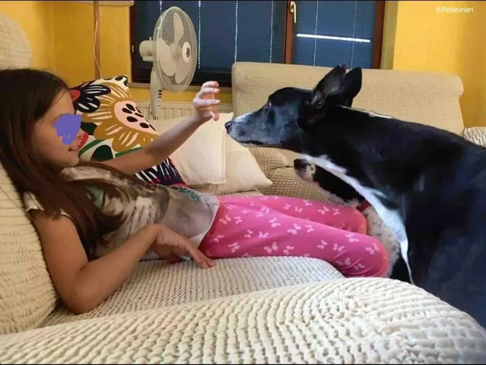 diamond osti adozione greyhound macao 5