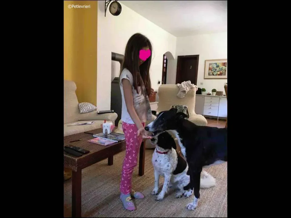 diamond osti adozione greyhound macao 6