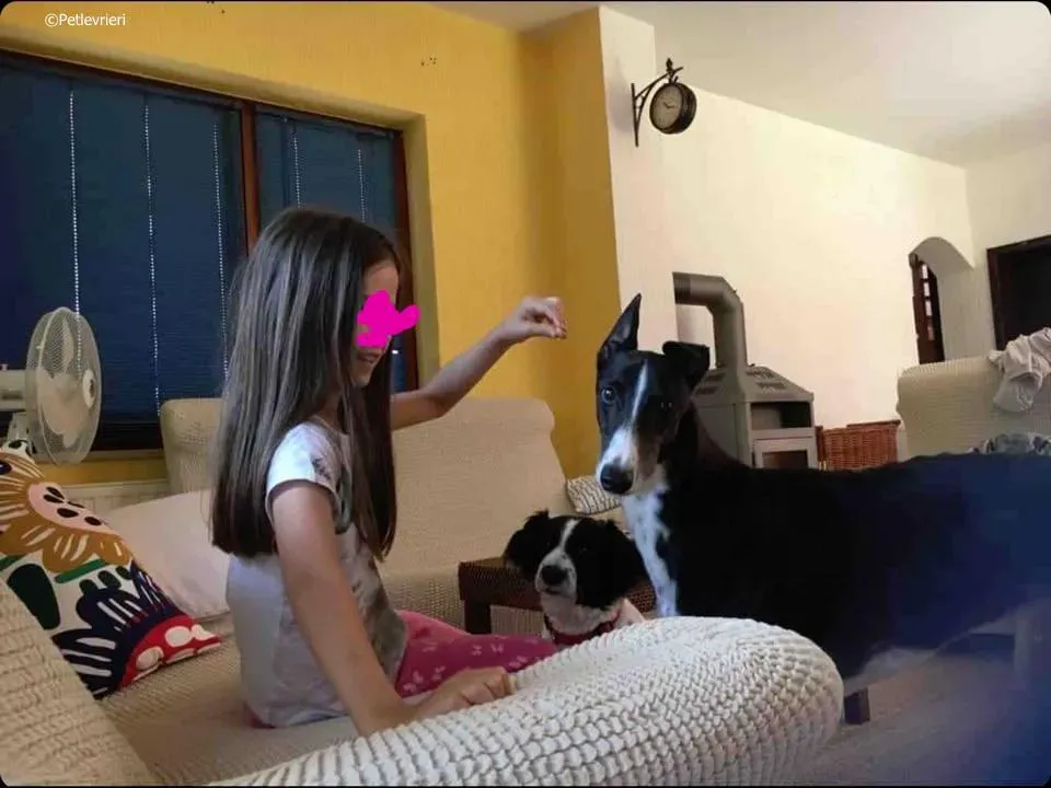 diamond osti adozione greyhound macao 7