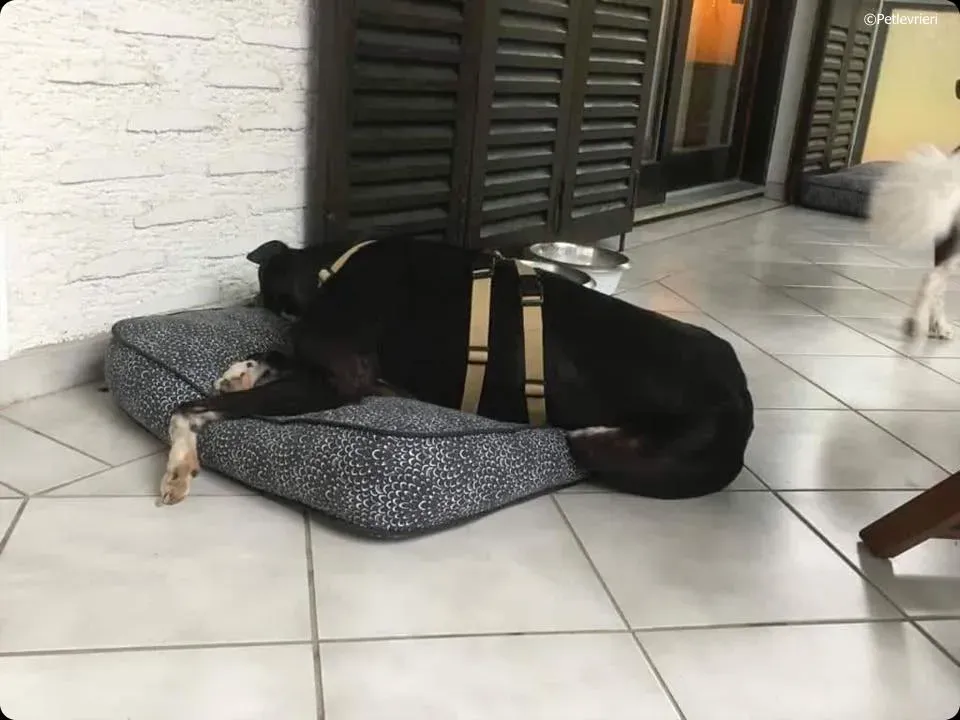 diamond osti adozione greyhound macao 8